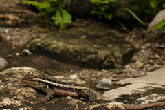 Sceloporus variabilis olloporus