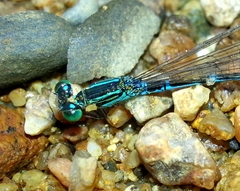 Paracercion v-nigrum