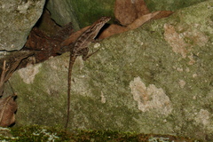 Anolis mccraniei