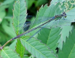 Paracercion hieroglyphicum