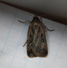 Pseudohermonassa tenuicula