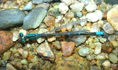 Paracercion v-nigrum