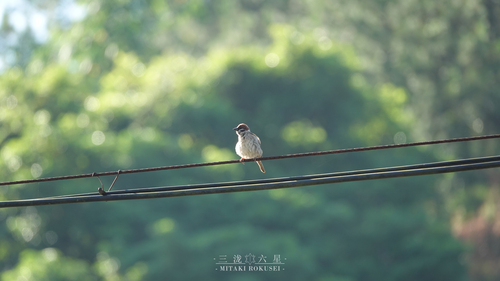 Eurasian Tree Sparrow