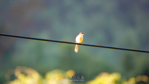 Yellow-bellied Prinia