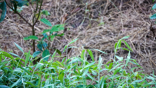 Rufescent Prinia