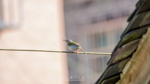 Common Tailorbird