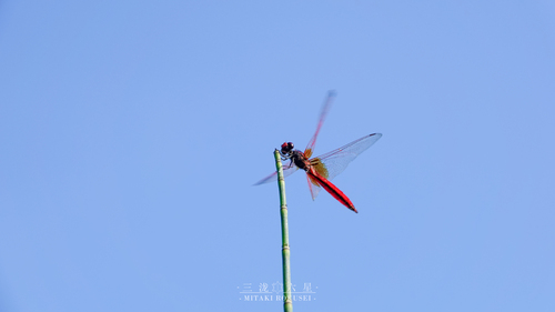 Crimson Marsh Glider