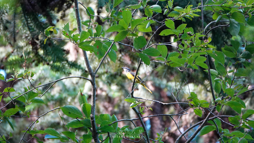 Gray-chinned Minivet