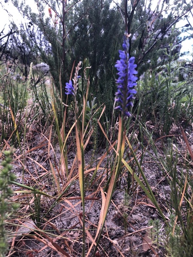 Swordleaf Combflower (Micranthus alopecuroides)