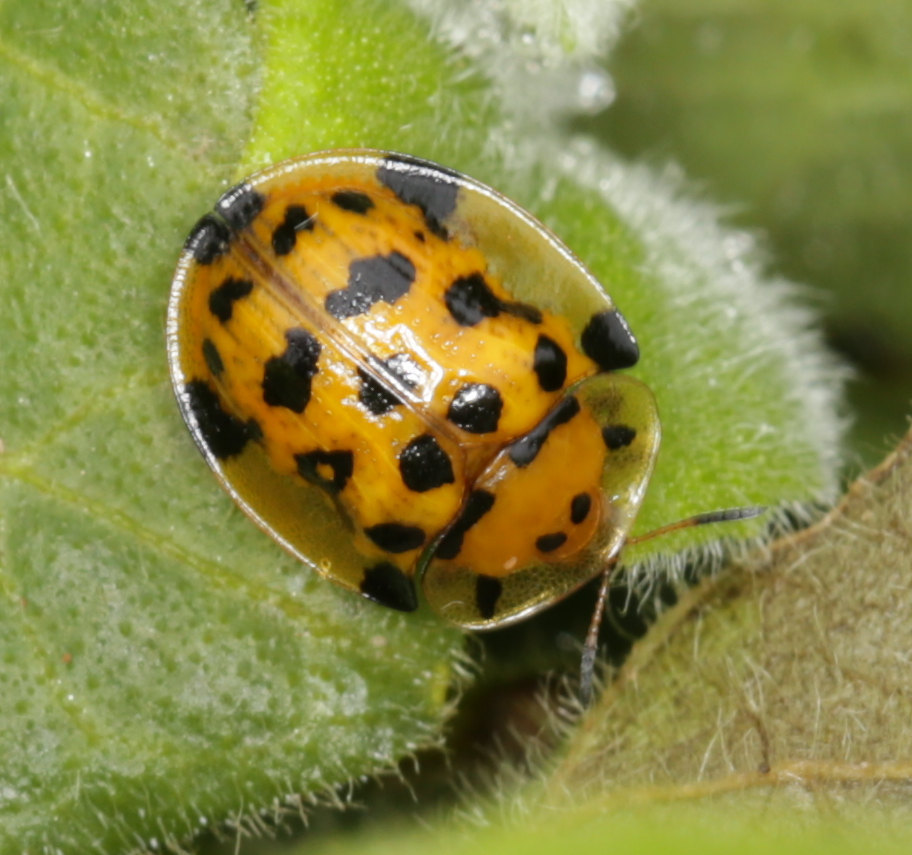 Aethiopocassis vigintimaculata