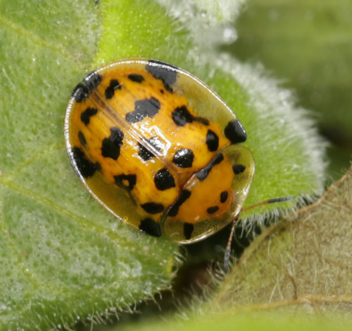 Aethiopocassis