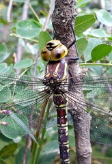 Aeshna crenata