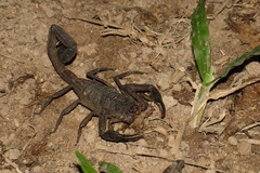 Centruroides gracilis