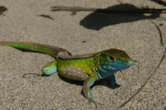 Cnemidophorus ruatanus