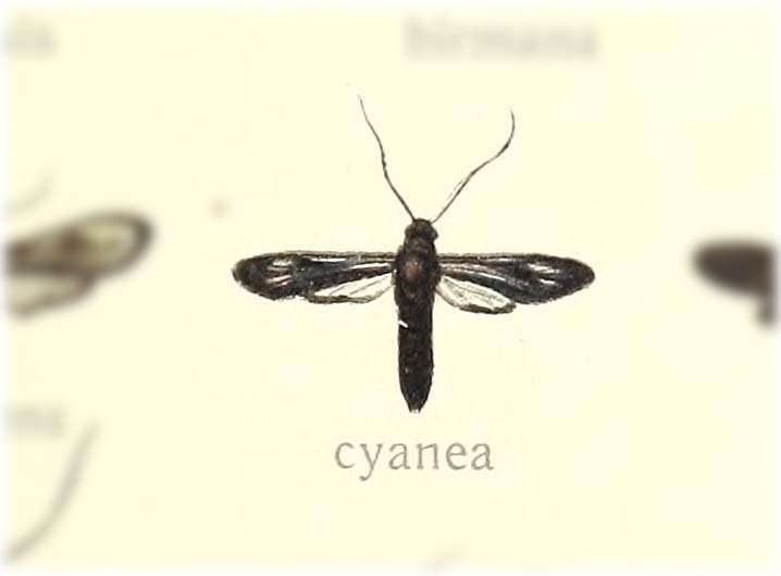 Ephemeroidea cyanea