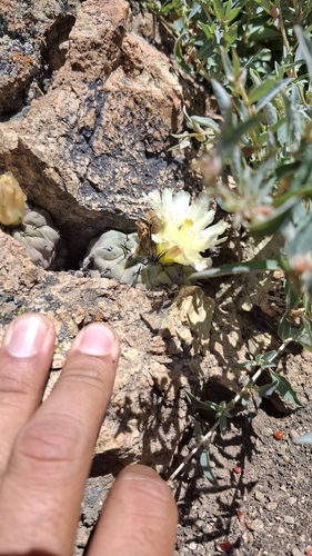 Copiapoa hypogaea
