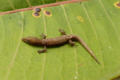 Sphaerodactylus continentalis
