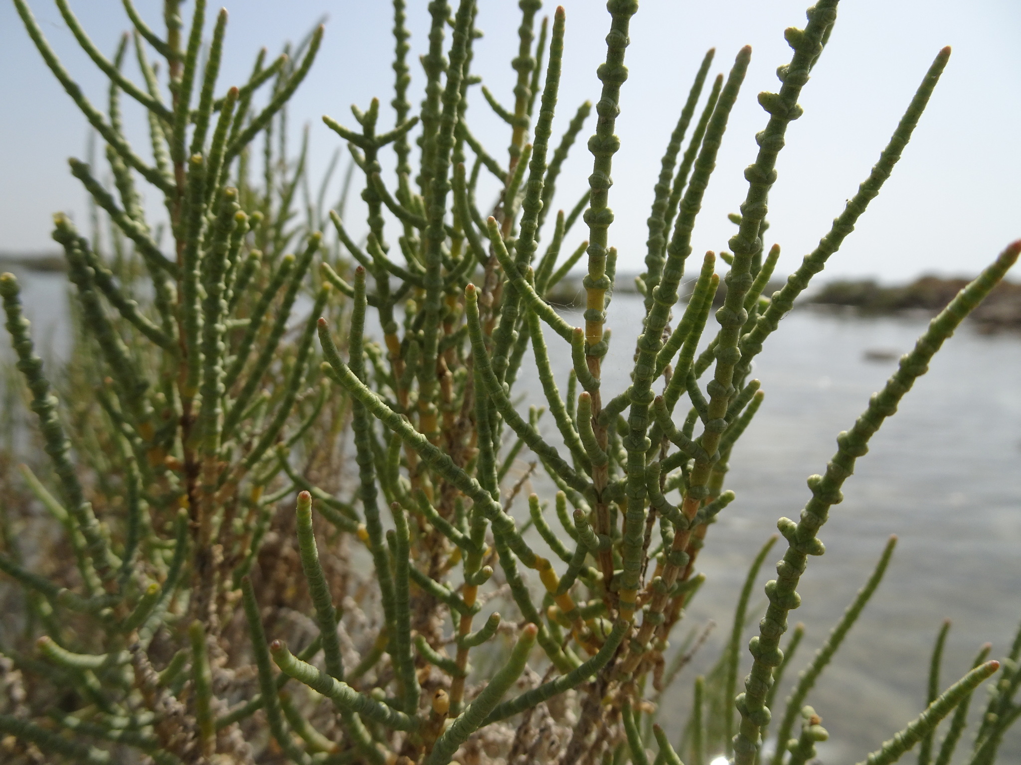 Haloxylon Salicornicum (Haloxylon salicornicum)
