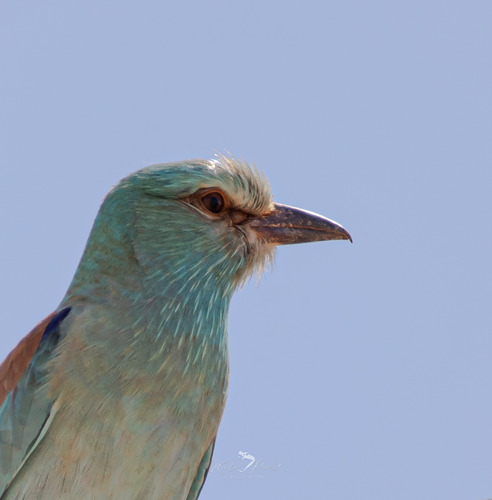 European Roller