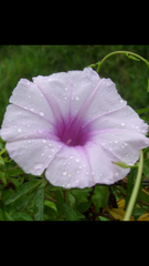 Ipomoea cairica