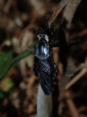 Blepharotes splendidissimus