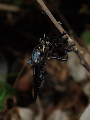 Blepharotes splendidissimus