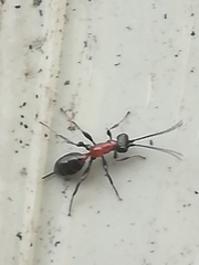 Thaumatogelis gallicus