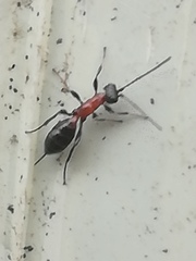 Thaumatogelis gallicus