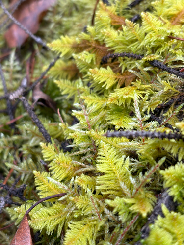 Ostrich-plume Moss
