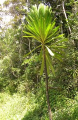 Dracaena floribunda