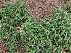 Rostellularia obtusa