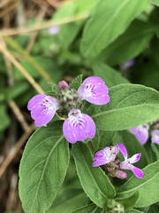 Rostellularia obtusa