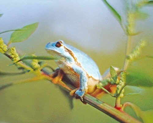 Italian Tree Frog, Città metropolitana di Milano, Italia, photo 6 of 10