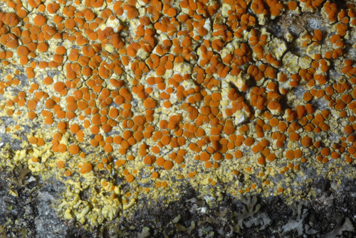Sulphur Firedot