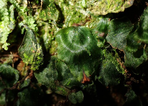 Didymoglossum bimarginatum iNat (3)