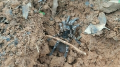 Cyrtopholis portoricae