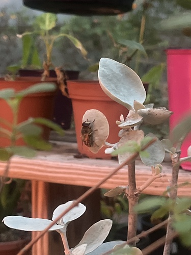 Unknown species found near Bethpage State Park, Farmingdale, NY, US