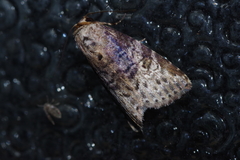Bryophilina mollicula