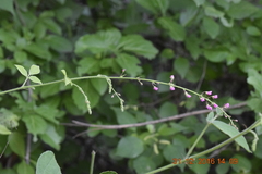 Pseudarthria viscida