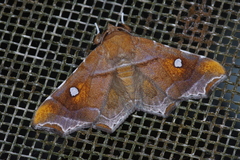 Episparis okinawensis