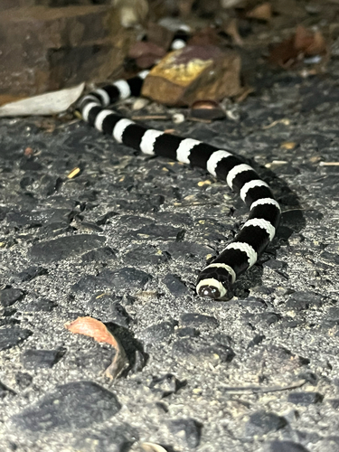 Eastern Bandy Bandy sighting