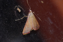 Endotricha minialis