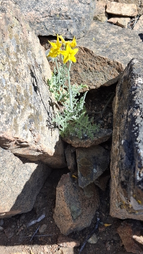 Solanum chilense, photograph 5