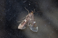 Piletocera aegimiusalis
