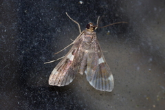 Piletocera aegimiusalis