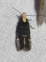 Chionodes phalacra