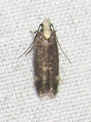 Chionodes phalacra