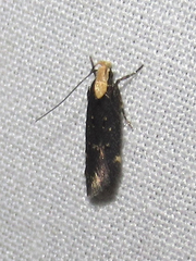 Chionodes phalacra