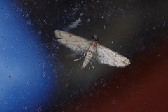 Sufetula sunidesalis
