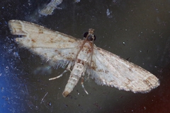 Sufetula sunidesalis